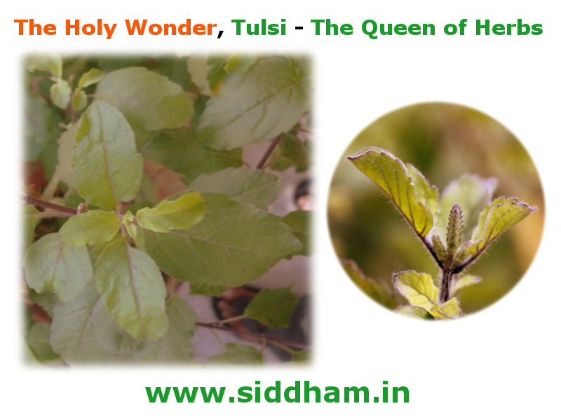 Tulsi