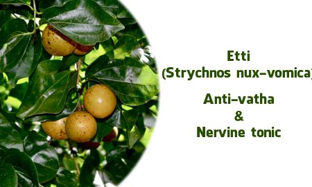 Medicinal uses of Etti – Strychnos nux-vomica
