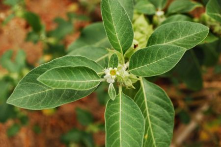 Amukkura (Aswagandham) – Miracle herb for Mind & Body