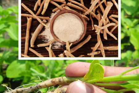 Know the wonder health benefits of Aswgandha
