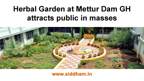 Siddha Herbal Garden