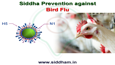 Siddha Treatment for Bird Flu
