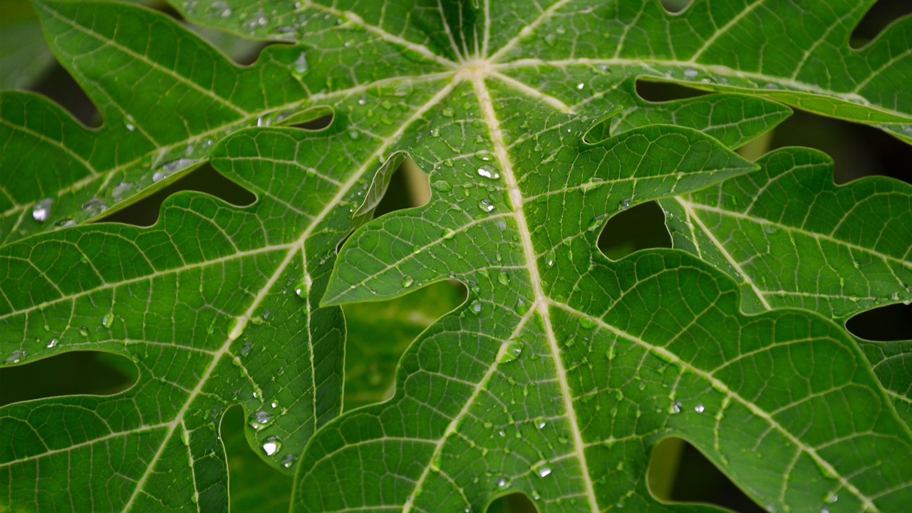 Does Papaya leaf juice help in Dengue